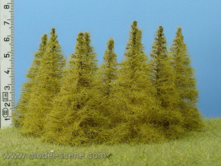Strom - modřín podzimní zapichovací 7cm