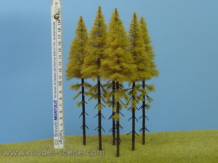 Strom - modřín podzimní vysoký kmen zapichovací 20cm