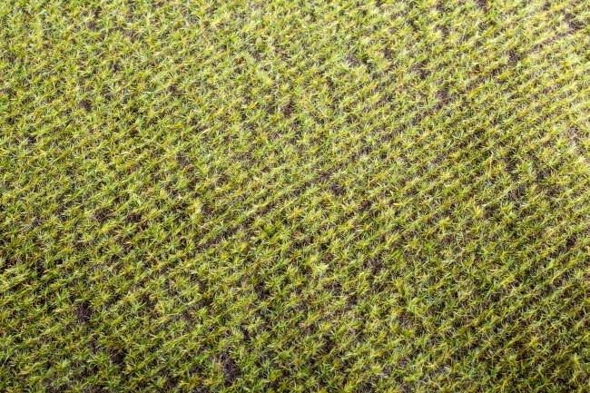 Foliáž - pole jarní 28x18cm