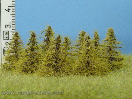 Strom - modřín podzimní zapichovací 3cm
