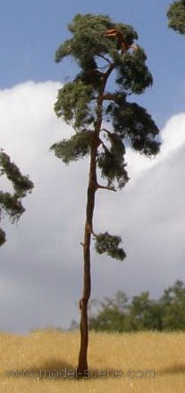 Strom - borovice zapichovací 15cm