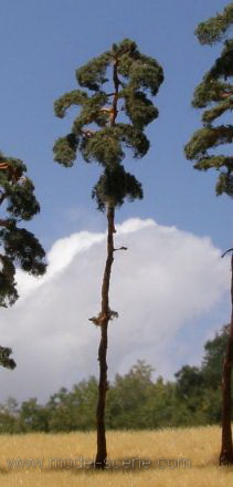 Strom - borovice zapichovací 20cm