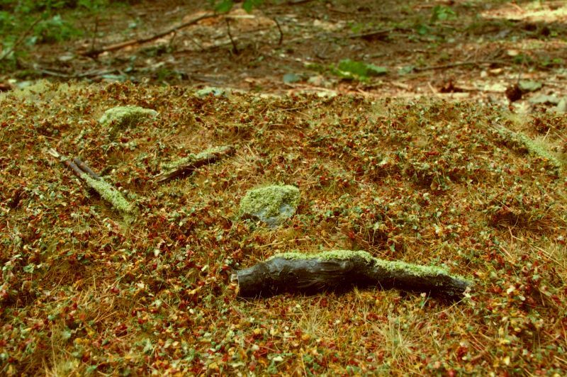 Foliáž - lesní podrost pozdní léto 28x18cm