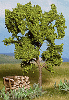 Strom - hrušeň  zelená 11,5cm