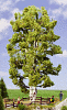 Strom - bříza 19cm