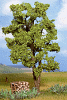Strom - akácie 15cm