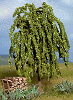 Strom - smuteční vrba 11cm