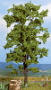 Strom - lípa 18,5cm