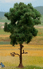 Strom - borovice 12cm