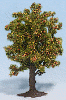 Strom - jabloň 8cm